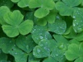 Game Jigsaw: clover