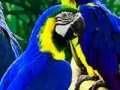 Game Parrot Family Puzzle