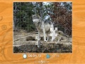 Game Gray Wolf Jigsaw Puzzle