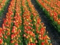 Game Jigsaw: Tulip Field