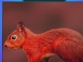 Game Red summer squirrels puzzle