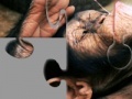 Game Chimpanzee