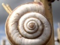 Game Snail jigsaw