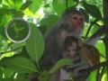 Game Hidden Animals: Baby Monkeys