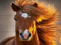 Game Wild big horse slide puzzle