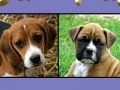 Game Cute puppy pairs