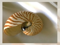 Game Sea shell