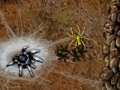Game Arachnid Wars