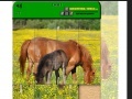 Game Horse Puzzle